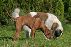 Rhodesian Ridgeback & Moskauer Wachhund