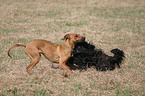 spielender Rhodesian Ridgeback und Havaneser