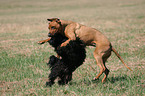 spielender Rhodesian Ridgeback und Havaneser