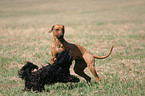 spielender Rhodesian Ridgeback und Havaneser