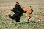 spielender Rhodesian Ridgeback und Havaneser