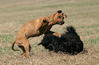 spielender Rhodesian Ridgeback und Havaneser