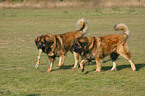 2 Leonberger