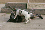 spielende Hunde