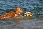 im Wasser spielende Hunde