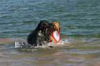 im Wasser spielende Hunde