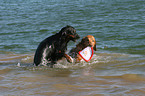 im Wasser spielende Hunde