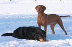 spielende Hunde