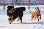 spielende Hunde