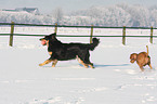 spielende Hunde