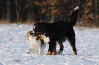 spielende Hunde