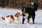 spielende Hunde