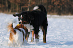 spielende Hunde