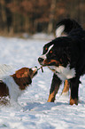 spielende Hunde