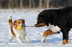 spielende Hunde