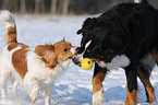 spielende Hunde