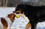 spielende Hunde