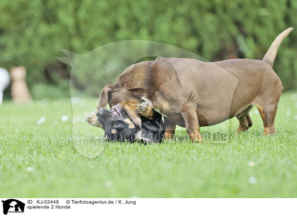 spielende 2 Hunde / playing 2 Dogs / KJ-02449