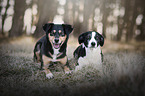 Border-Collie-Mischling mit Entlebucher Sennenhund