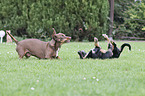 spielende 2 Hunde