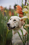 Golden-Retriever-Labrador Portrait