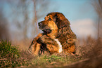 liegender Leonberger-Berner-Sennenhund