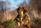 liegender Leonberger-Berner-Sennenhund