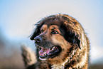Leonberger-Berner-Sennenhund Portrait