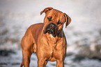 Boxer-Labrador-Retriever Rüde