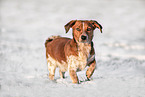 Jack-Russell-Terrier-Mischling im Schnee
