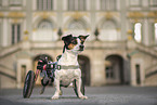 Jack-Russell-Terrier-Mischling im Rollstuhl