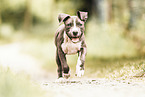 junger Staffordshire-Terrier-Mischling