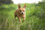 brauner Chihuahua-Mischling
