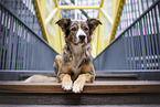 Border-Collie-Windhund