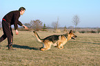 Ausbildung zum Schutzhund