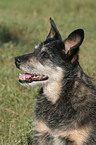 14 Jahre alter Mischling
