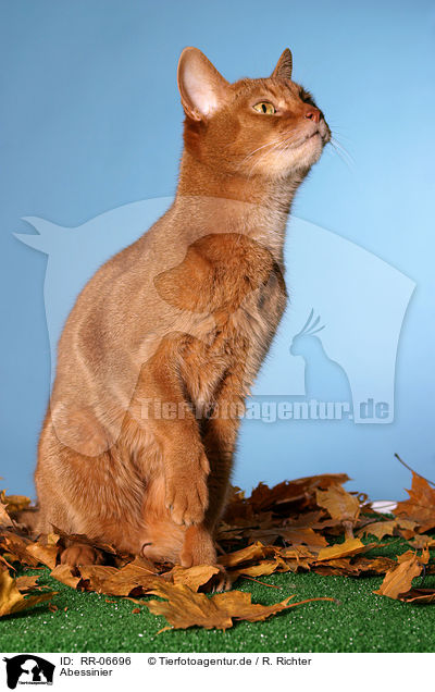 Abessinier / Abyssinian / RR-06696