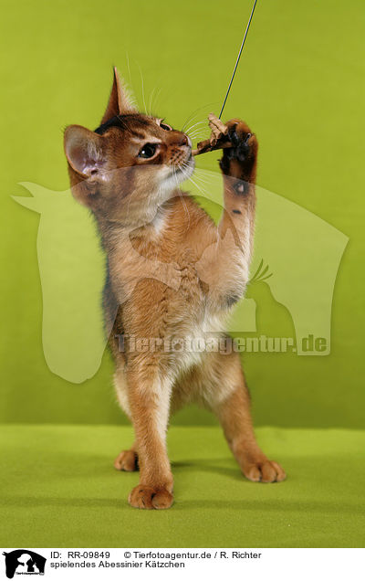 spielendes Abessinier Ktzchen / playing Abessinier Kitten / RR-09849