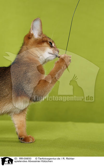 spielendes Abessinier Ktzchen / playing Abessinier Kitten / RR-09850