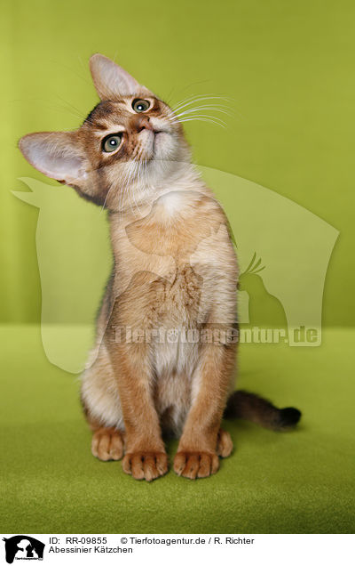 Abessinier Ktzchen / Abessinier Kitten / RR-09855