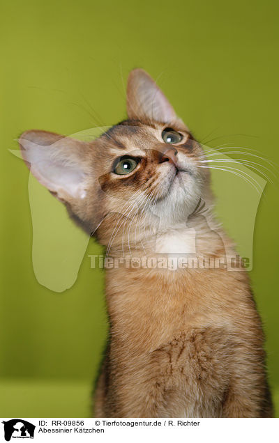 Abessinier Ktzchen / Abessinier Kitten / RR-09856