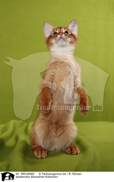 spielendes Abessinier Ktzchen / playing Abessinier Kitten / RR-09860