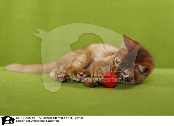 spielendes Abessinier Ktzchen / playing Abessinier Kitten / RR-09865