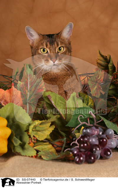 Abessinier Portrait / Abyssinian Portrait / SS-07440