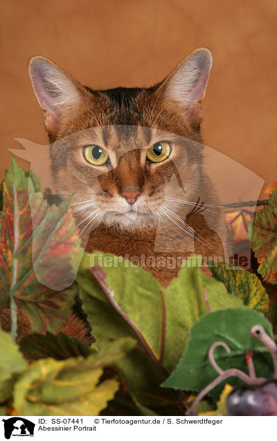 Abessinier Portrait / Abyssinian Portrait / SS-07441