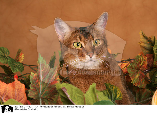 Abessinier Portrait / Abyssinian Portrait / SS-07442