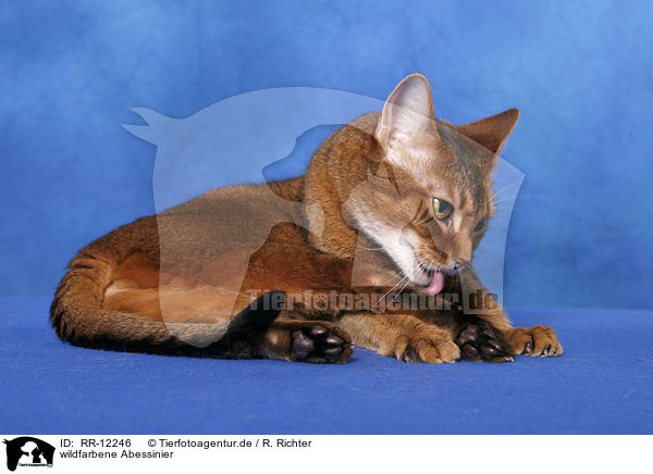 wildfarbene Abessinier / Abyssinian / RR-12246