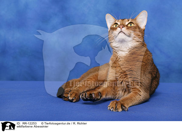 wildfarbene Abessinier / Abyssinian / RR-12253