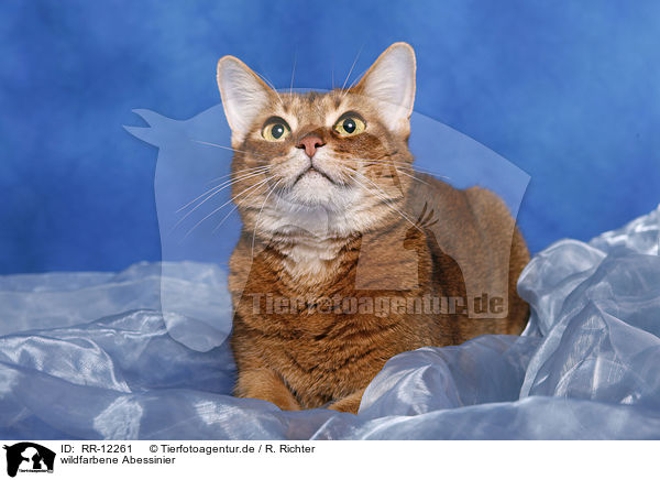 wildfarbene Abessinier / Abyssinian / RR-12261