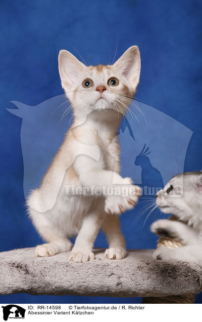 Abessinier Variant K�tzchen / Abessinier Kitten / RR-14598